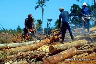 DPR susun RUU Pemberantasan Perusakan Hutan. Foto: SGP