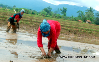 Bertambah produk indikasi geografis yang dilindungi. Foto: SGP