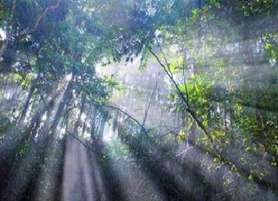 Hutan hujan tropis. Foto : www.indobic.or.id