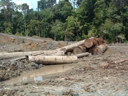 Kerusakan hutan. Foto : kerusakan-hutan.blogspot.com