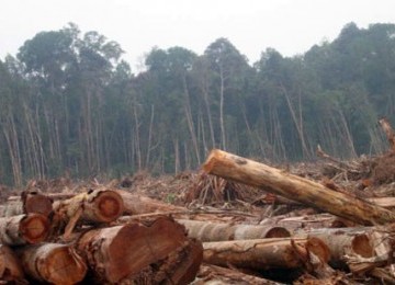 Penebangan hutan. Foto : kerusakan-hutan.blogspot.com
