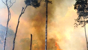 Kebakaran Hutan. Foto: change.org