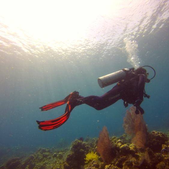 Kegiatan diving. Foto: Istimewa