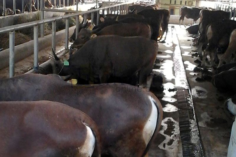 Sapi di sebuah peternakan. KPPU sedang menangani perkara dugaan kartel harga sapi. Foto: MYS