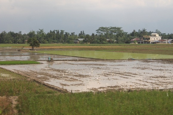 Lahan pertanian sawah. Foto: MYS