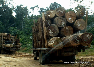 Ilustrasi kayu dari hutan adat di Indonesia. Foto: Hol