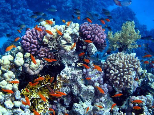 Ilustrasi terumbu karang di Raja Ampat. Foto: gambar-gambar.com