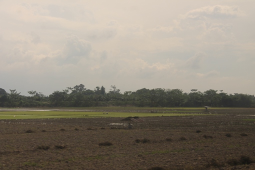 Pemerintah dan DPR masih membahas RUU Pertanahan. Foto ilustrasi lahan tanah pertanian. Foto: MYS