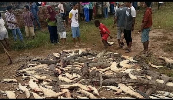 Pembunuhan ratusan buaya di Sorong, Papua Barat. Foto: youtube.com 