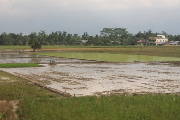 Lahan pertanian sebagai salah satu objek redistribusi tanah dalam reforma agraria. Foto: MYS