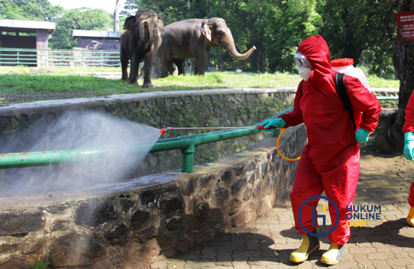 Petugas sedang menyemprotkan cairan disinfektan dalam rangka persiapan pembukaan kembali Taman Margasatwa Ragunan (TMR) Jakarta pada Sabtu, 20 Juni 2020. Foto: RES