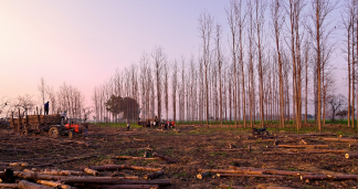Problematika Tanggung Jawab Korporasi dalam Kasus Illegal Logging